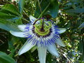 vignette Passiflora caerulea tetraploide Clear Sky gros plan au 23 06 16