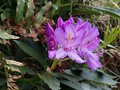 vignette Rhododendron ponticum