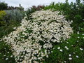 vignette Argyranthemum pinnatifidum ssp. pinnatifidum