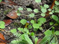 vignette Fuchsia procumbens - Fuchsia rampant