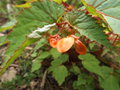 vignette Begonia Sutherlandii (dbut de floraison)