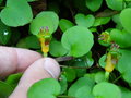 vignette Fuchsia procumbens