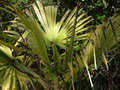 vignette Trachycarpus fortunei  - Palmier de chine