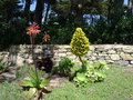 vignette Aloe grandidentata et Aeonium