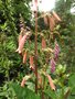 vignette Phygelius capensis (fuchsia du Cap)