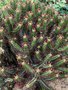 vignette Euphorbia enopla. Faux cactus
