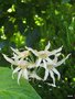 vignette Gladiolus undulatus , (iridaceae) , Afrique du sud