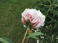 vignette Paeonia herbace 'Sarah Bernhardt'