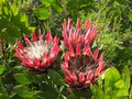 vignette Protea cynaroides ,