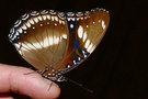 vignette Papillon (Hypolimnas bolina ssp. nerina femelle)