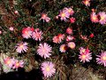vignette Lampranthus  roseus 'Pink' ,