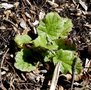 vignette Francoa appendiculata ,