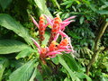 vignette Aphelandra sinclairiana