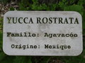 vignette Yucca rostrata - Etiquette mtal