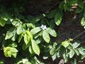 vignette Mespilus germanica ,   (Rosaceae) , Nflier commun