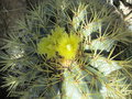 vignette Echinocactus glaucescens