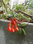 vignette Fuchsia triphylla