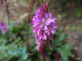 vignette Francoa sonchifolia