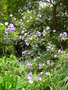 vignette Abutilon vitifolium