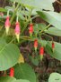 vignette Fuchsia splendens