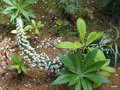 vignette Echium pininana blanc