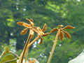 vignette Schefflera macrophylla ?