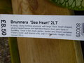 vignette Brunnera 'Sea Heart'