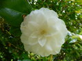 vignette Camellia blanc