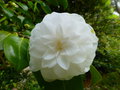 vignette Camellia blanc