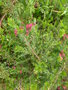 vignette Grevillea rosmarinifolia