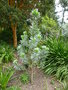 vignette Leucadendron argenteum