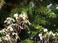 vignette Rhododendron protistum var giganteum ???? ou macabeanum ?