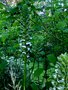 vignette Acanthus mollis - Acanthe  feuilles molles