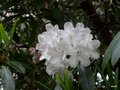 vignette Rhododendron Cowslip  ?