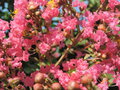 vignette Lagerstroemia indica 'Indiya Charms'