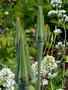 vignette Tragopogon porrifolius - Salsifis cultiv