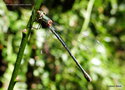 vignette Leste vert (Lestes viridis) =  (Chalcolestes viridis) femelle