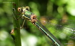 vignette Leste vert (Lestes viridis) femelle