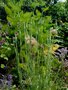 vignette Tragopogon porrifolius - Salsifis cultiv
