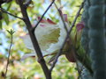 vignette Cereus hildmannianus