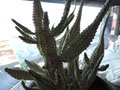 vignette Euphorbia mammilaris 'Variegata'