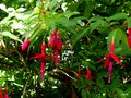 vignette Fuchsia magellanica gracilis xx