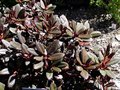 vignette Rhododendron 'Everred'