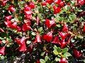 vignette Rhododendron 'Carmen'
