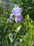 vignette Iris pallida/ Iris pallida dalmatica