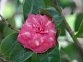 vignette Camellia japonica 'La Sonnambula'