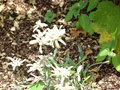 vignette Leontopodium alpinum - Edelweiss