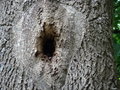 vignette Abeilles - ruche dans tronc d'arbre