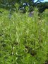 vignette Artemisia vulgaris,Armoise commune ,