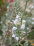 vignette Salvia apiana , sauge blanche